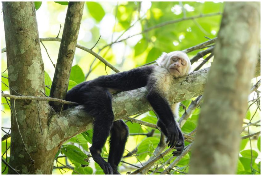 A capuchin monkey peacefully sleeping on a tree br