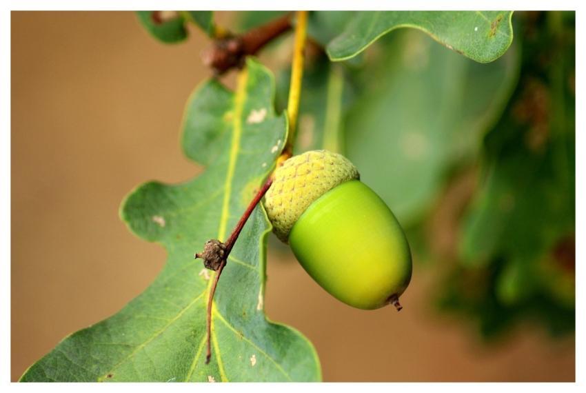 Acorn Oak Tree Seedpod Foliage