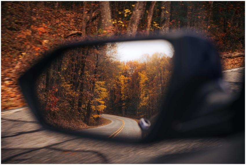 Free stock photo of amber tones, anthocyanins, aut