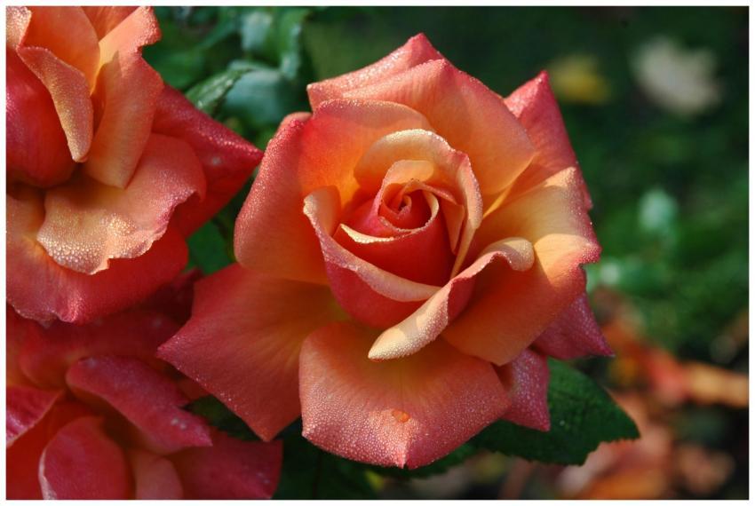 A vibrant orange rose in full bloom with dew dropl