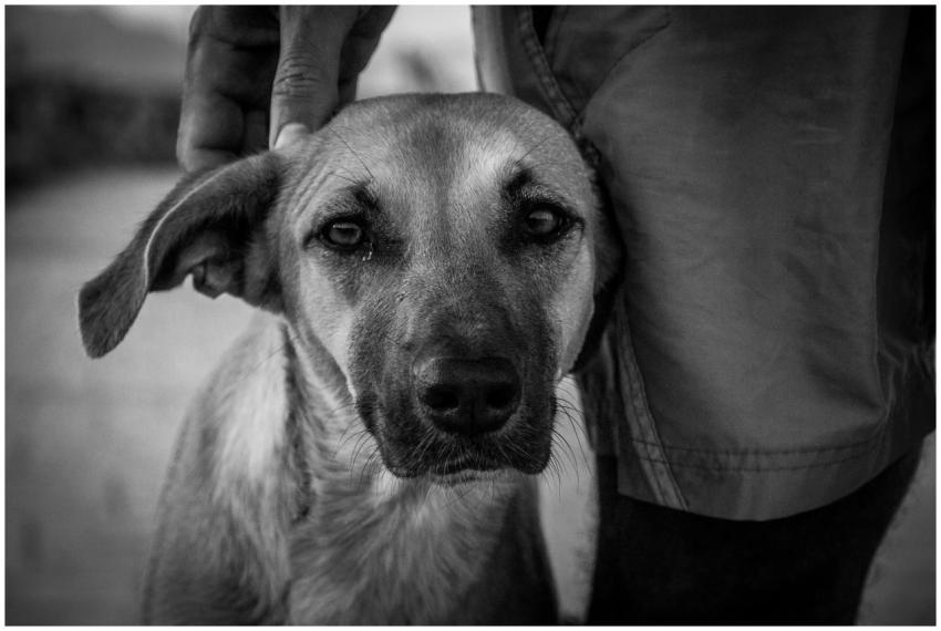 Black and white portrait of a dog with a hand in D