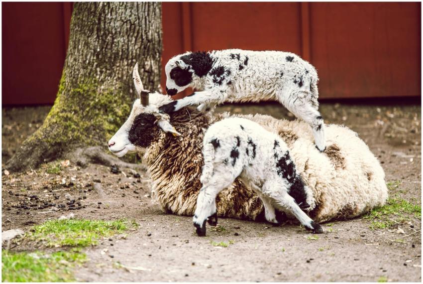 Two lambs engage in play on a resting ewe in a spr
