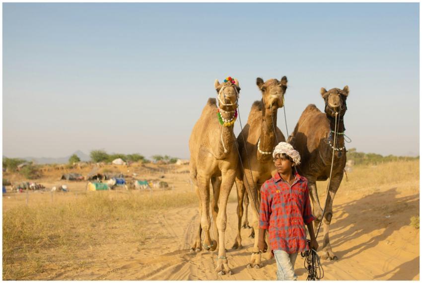 A young boy leads adorned camels through the sandy