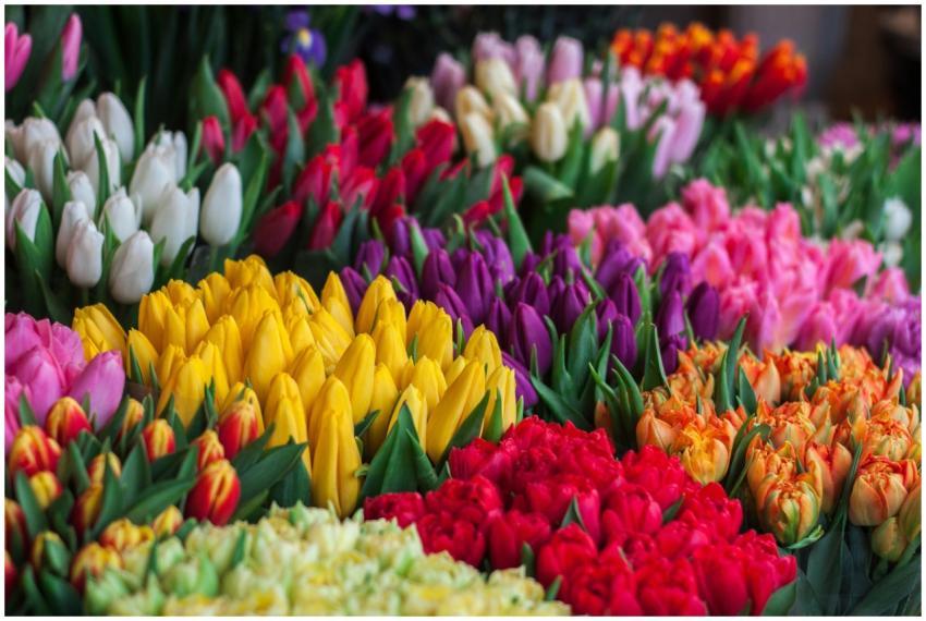 A stunning selection of multicolored tulips in ful