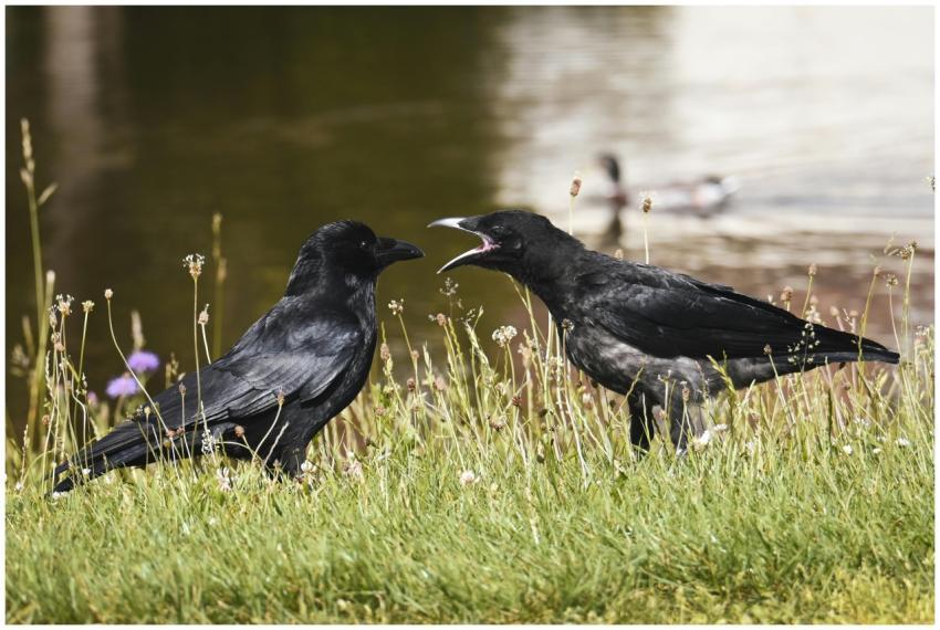 Two crows interacting on grassy terrain by a pond,