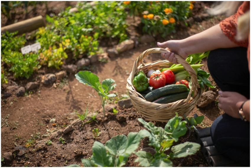 Woman harvesting fresh vegetables in a sunny Portu