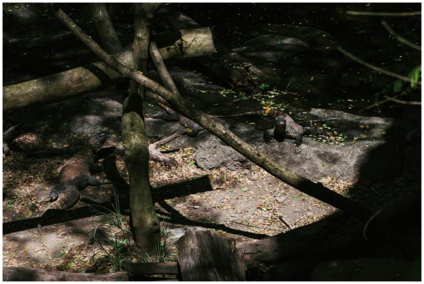 Komodo dragons resting in the forest of Bali, show
