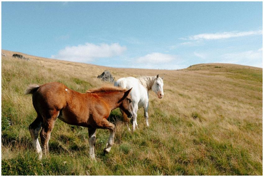 Brown and white horses grazing on a hillside meado