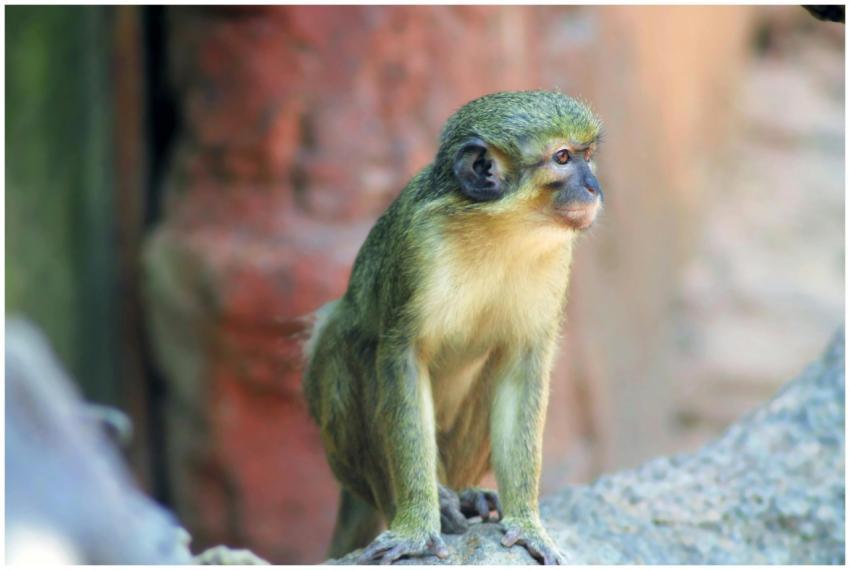 A green monkey sits on a rock in its natural habit