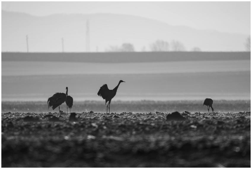 Silhouettes Cranes Bjelovarsko Bilogorska
