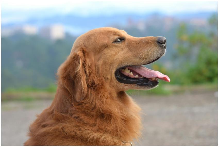 Adorable golden retriever enjoying a sunny day out