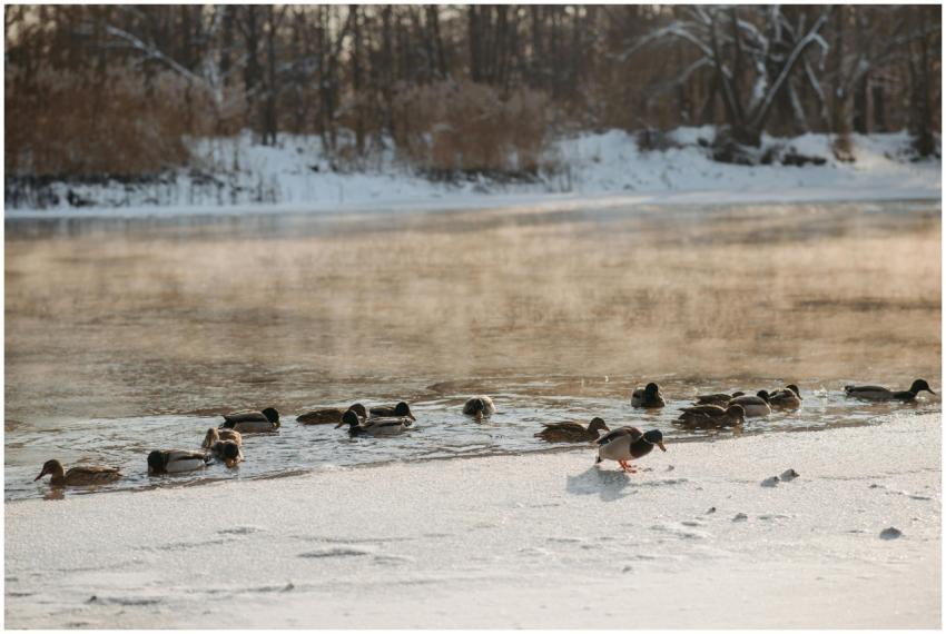 Ducks swimming in a partially frozen lake surround