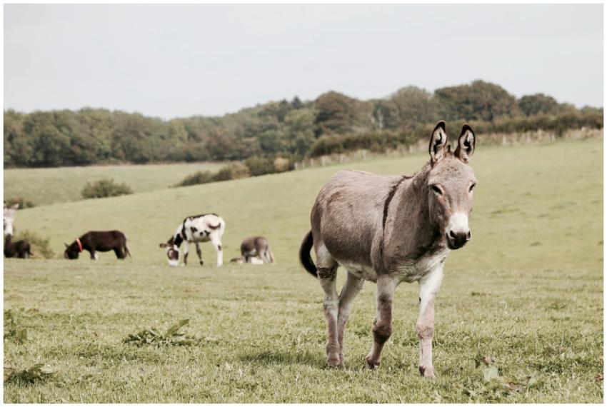 A close-up view of a donkey grazing in a lush fiel