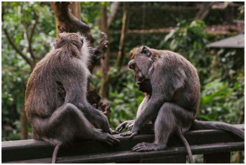 Two macaques perched in a lush tropical forest, in