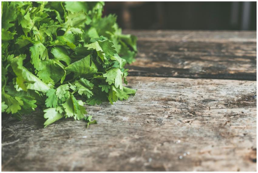 A bunch of fresh cilantro on a rustic wooden table
