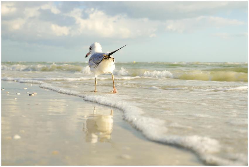A serene image of a seagull walking along the tran