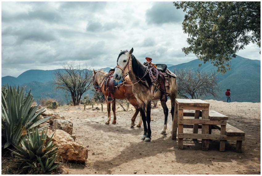 Saddled horses resting in the rustic outdoors of O