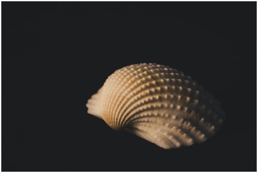 A detailed close-up of a seashell highlighting its