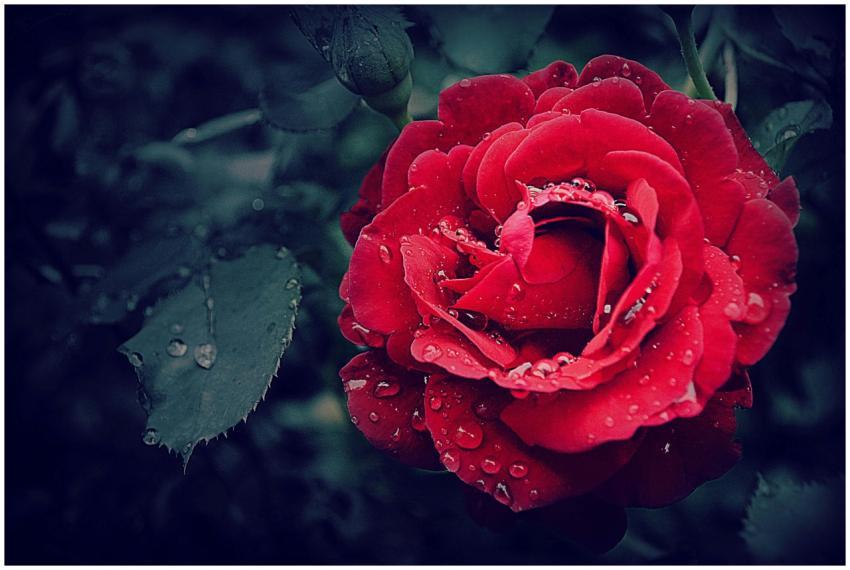 Close-up of a vibrant red rose adorned with fresh