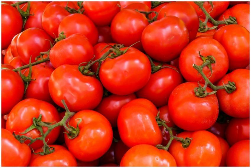 A vivid collection of fresh, ripe red tomatoes per