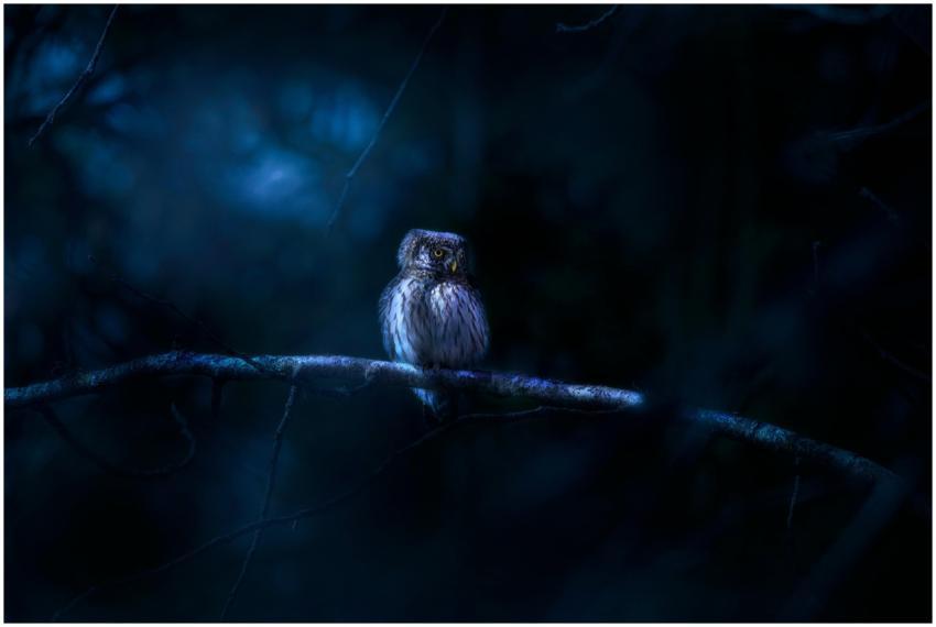 A serene image of a Eurasian Pygmy Owl perched on