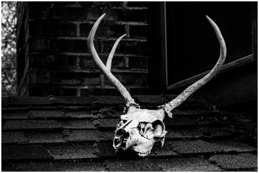 Black and white image of a deer skull with antlers