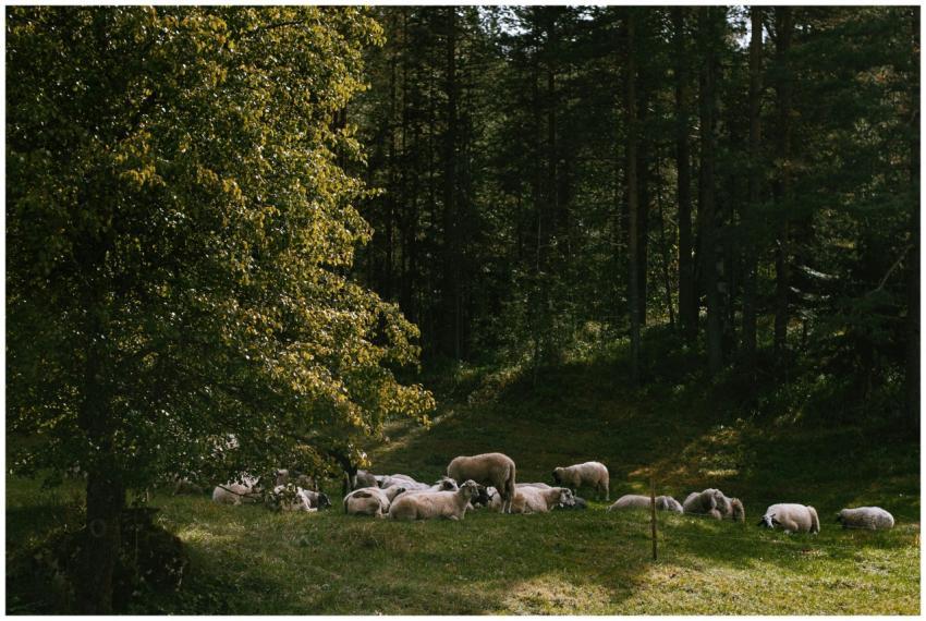 A peaceful scene of sheep grazing in a sunlit fore
