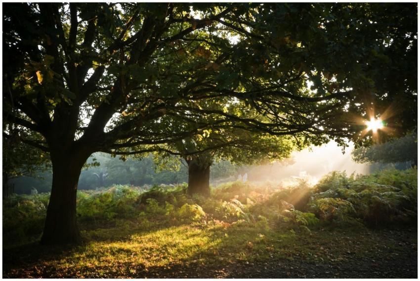 Warm morning sunlight beams through leafy forest t