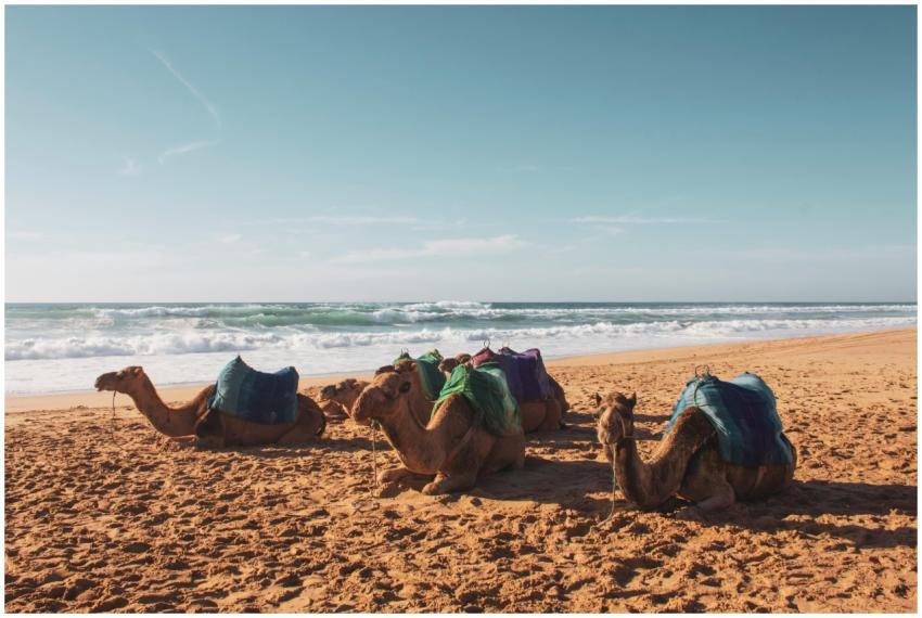 A group of camels resting on a sunny beach in Tang