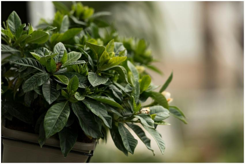 Close-up of a vibrant green potted plant on a wind