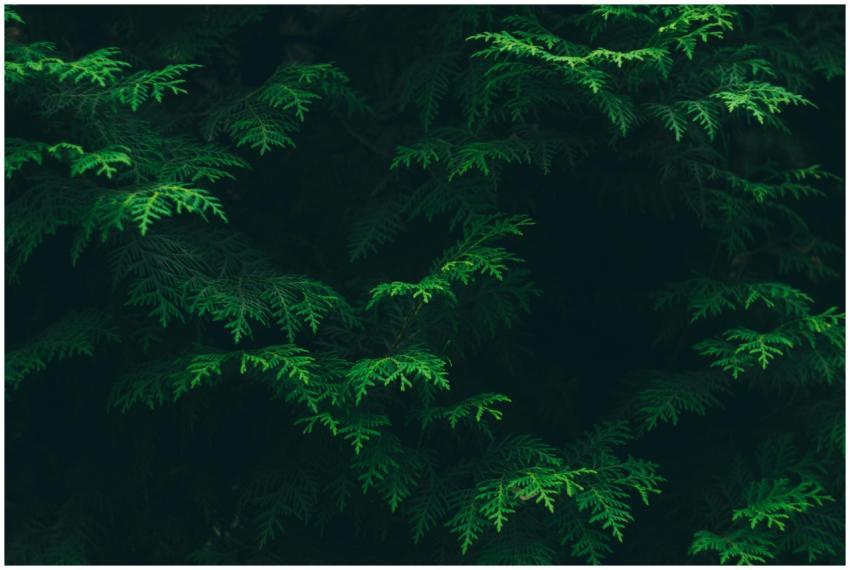 Close-up of vibrant green evergreen leaves in a wo