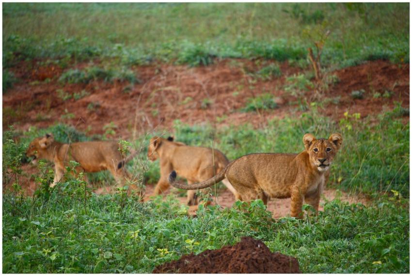 Three lion cubs playing in the lush African savann