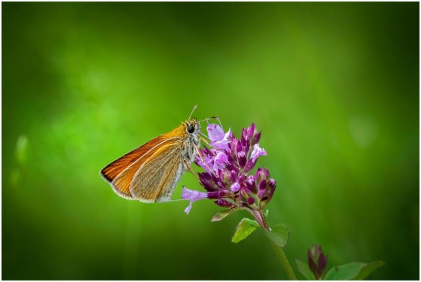 A macro shot of a skipper butterfly perched delica