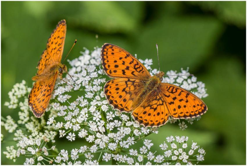 Two orange butterflies resting on delicate white f