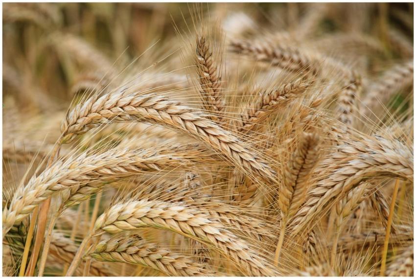 Close-up of golden wheat in a summer field. Perfec