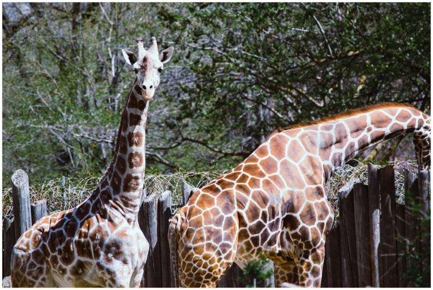 Two giraffes in a natural safari park, showcasing