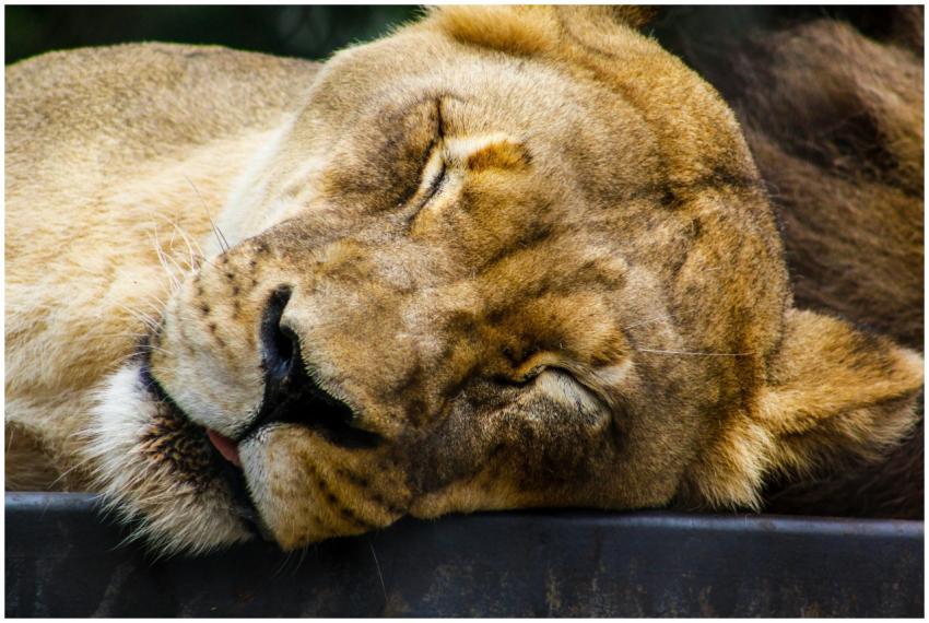 A serene close-up of a sleeping lioness showcasing