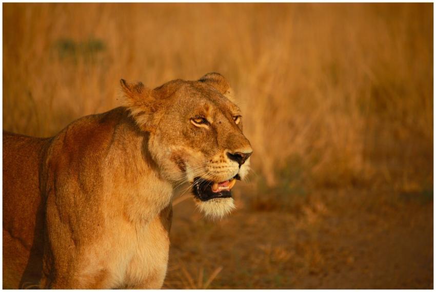 Majestic lioness in golden savannah during golden
