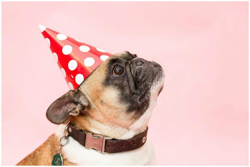 Adorable French Bulldog wearing a party hat agains