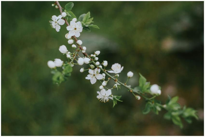 Close-up of delicate white flowers blooming on a t