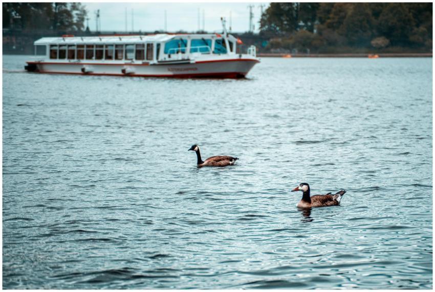 Two geese swimming on Alster Lake in Hamburg, Germ