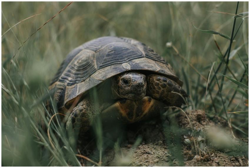 Close-up of a tortoise in its natural habitat in Z