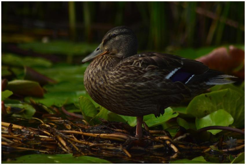 A side view of a mallard duck standing in a Romani