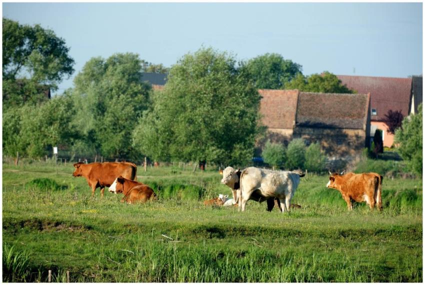 Tranquil scene of cattle grazing in a lush green p