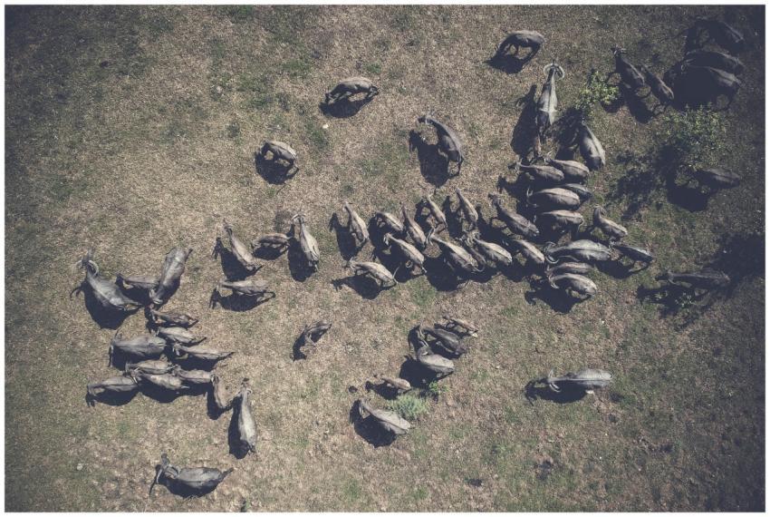 Aerial shot of a herd of water buffalo grazing in