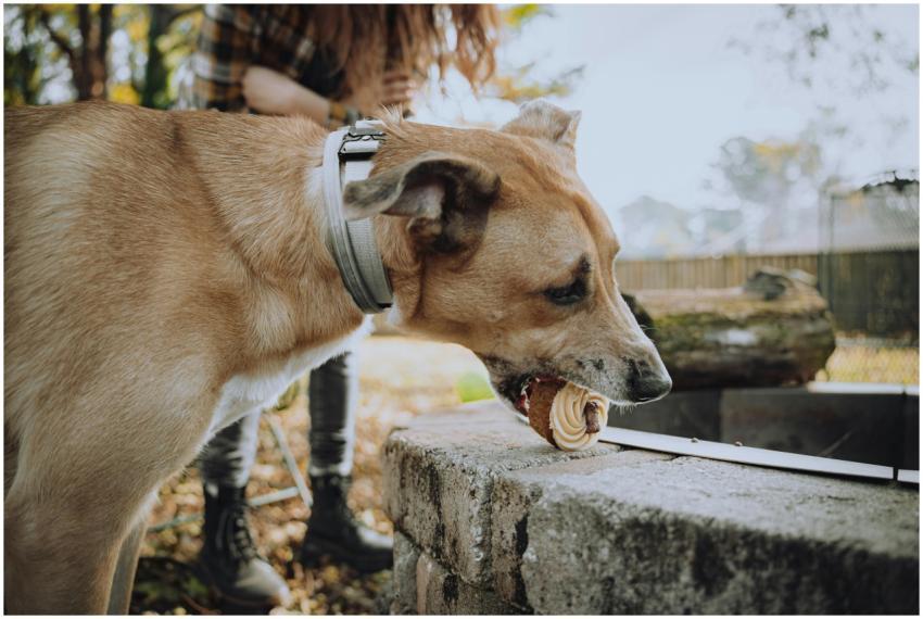 A dog savoring a treat near a stone wall with a pe