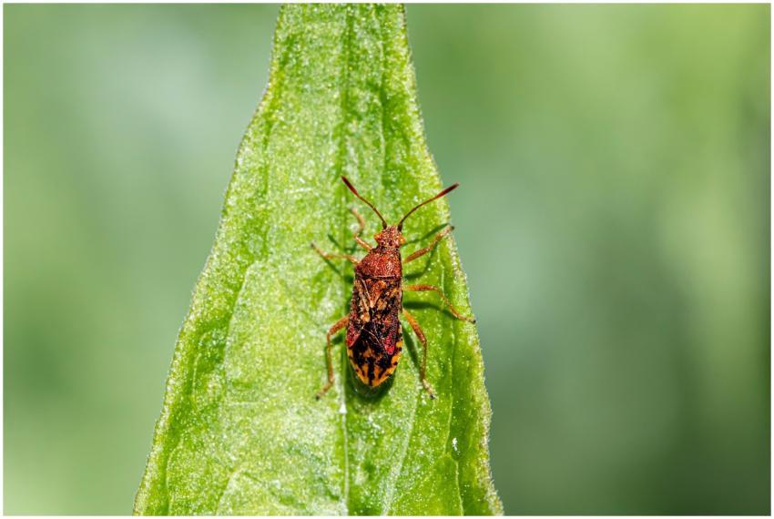 Vibrant red beetle resting on a green leaf, captur