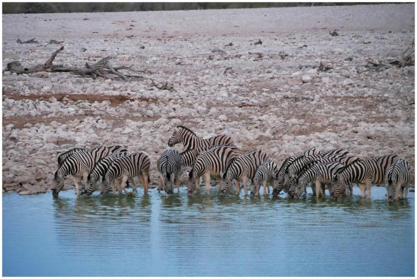 Group of zebras at a waterhole in a dry African la