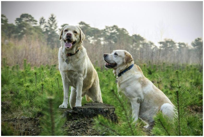 Two Labrador Retrievers enjoying a walk in a lush