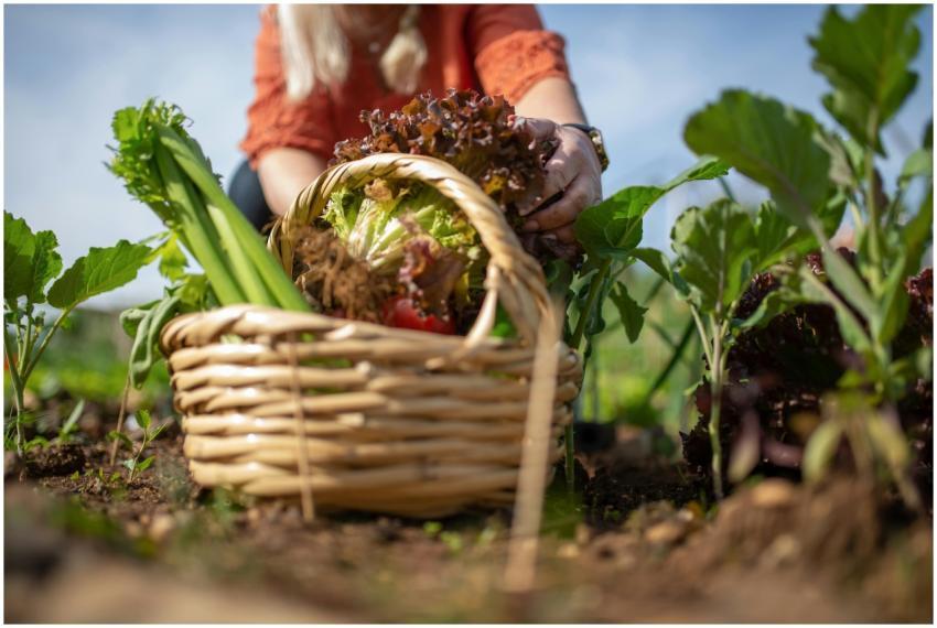 A person harvesting fresh vegetables like lettuce